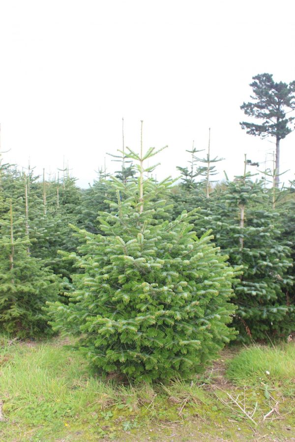 4- 6 Foot Trees