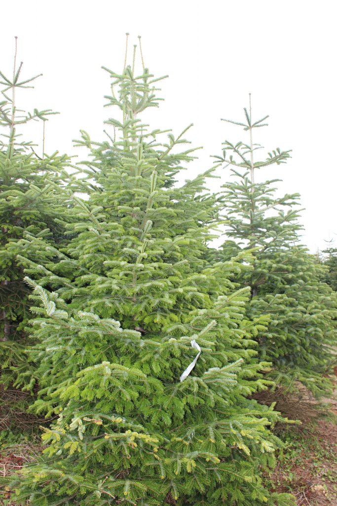 7 Foot Christmas Trees